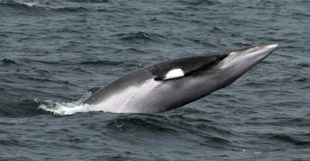 Minke whale. Photo: WDC